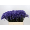 Agapanthus Dr Brouwer
