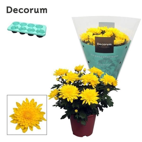 <h4>Chrysanthemum Indicum Grp Chrystal Yellow</h4>