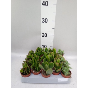 Crassula   ...mix