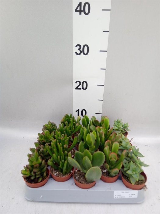 <h4>Crassula   ...mix</h4>