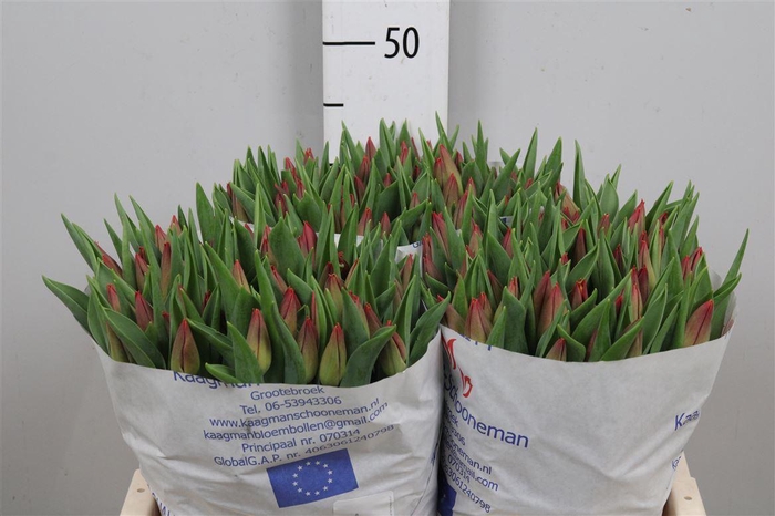 <h4>Tu En Strong Energy</h4>