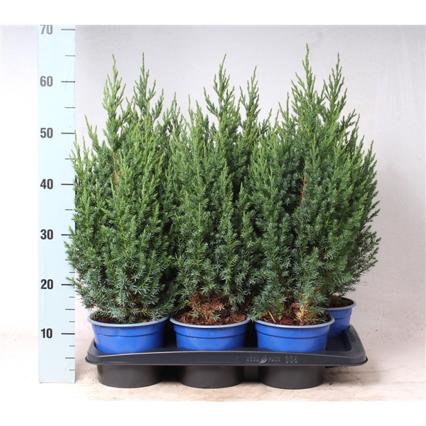 <h4>Juniperus chinensis 'Stricta'</h4>