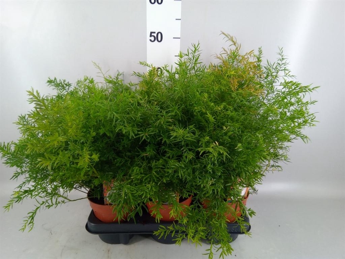 <h4>Asparagus dens. 'Cwebe'</h4>