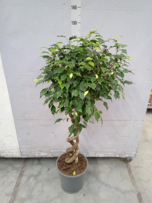 <h4>Ficus benja.   ...</h4>