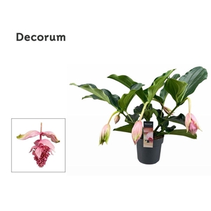 Medinilla Magnifica 2 etage 5 knop (Decorum)