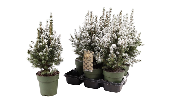 <h4>PICEA GL DECEMBER</h4>