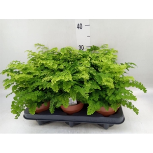 Adiantum raddi. 'Fritz-Luthi'