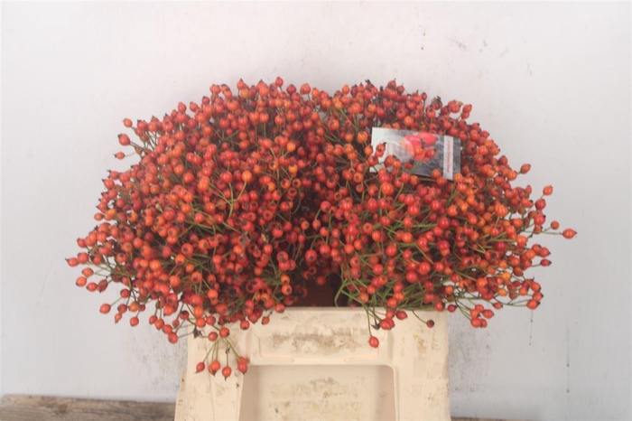 <h4>Rosa Ouverture</h4>