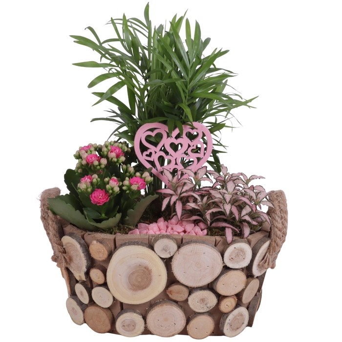 <h4>Mothersday Arr. Indoor Wooden Pot Oval Tree Chucks Ø23cm 3PP</h4>