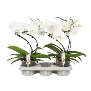 Phal Twister White 1 Spike