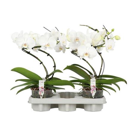 <h4>Phal Twister White 1 Spike</h4>