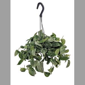 SCIND PICT SILVE ANN