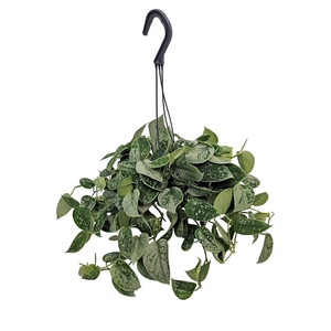 Scindapsus Silvery Ann Hangpot
