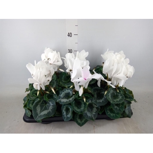 Cyclamen GR 'Mammoth'