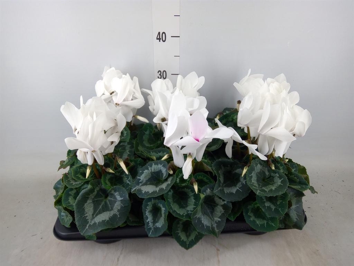 <h4>Cyclamen GR 'Mammoth'</h4>
