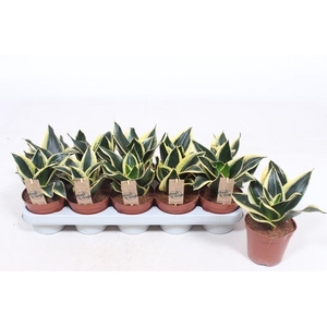 Sansevieria Golden Hahnii Black