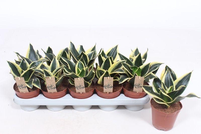 <h4>Sansevieria Lotus Hahni</h4>