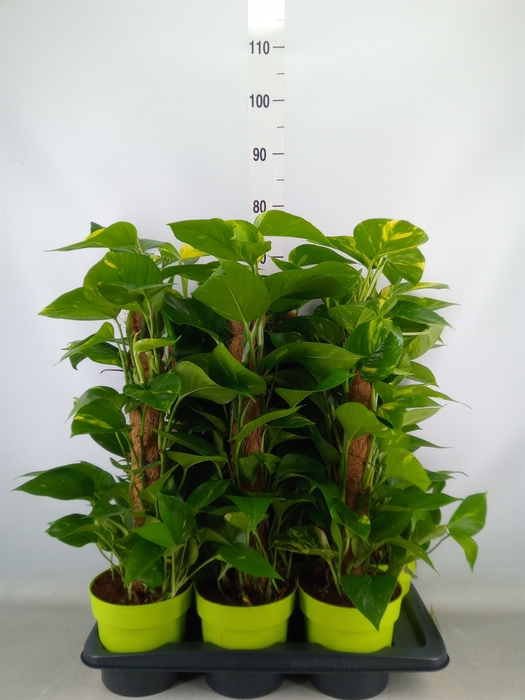 <h4>Epipremnum pinn.   ...moss stick</h4>