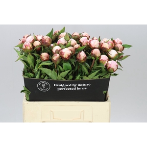 Paeonia Nick Shaylor