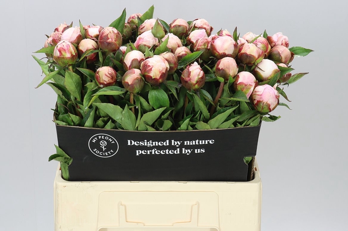 <h4>Paeonia Nick Shaylor</h4>