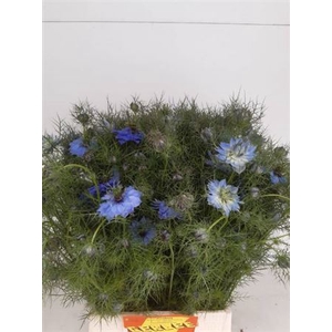 Nigella Da Ov Blauw Bs
