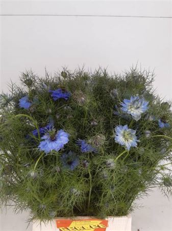 <h4>Nigella Da Ov Blauw Bs</h4>