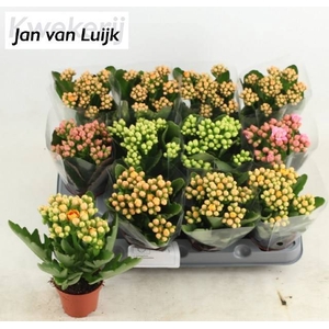 KAL EN GEM 5 KL