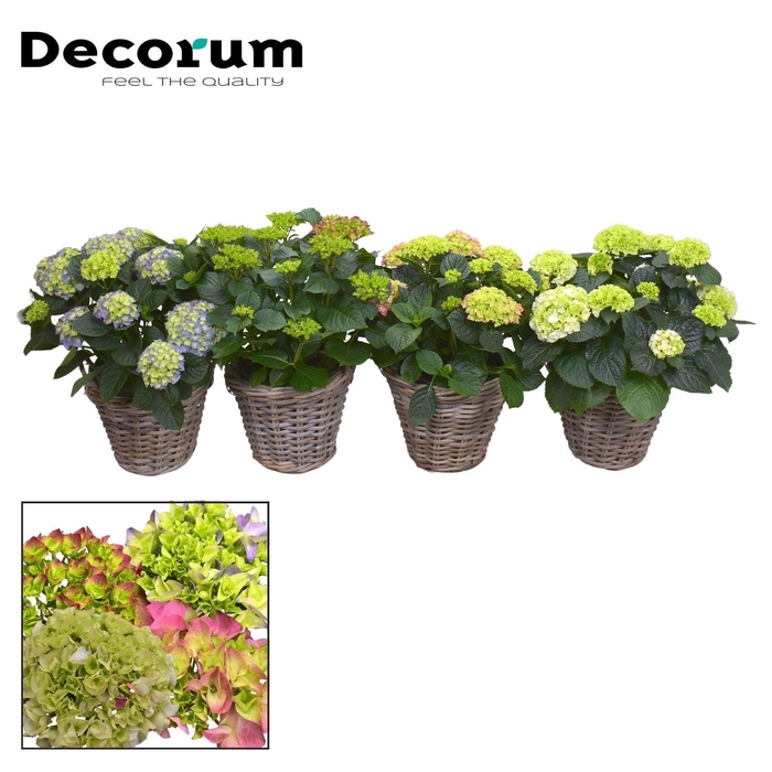 <h4>Hydrangea macrophylla</h4>