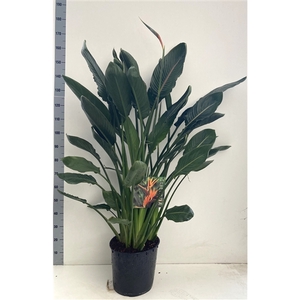 Strelitzia reginae