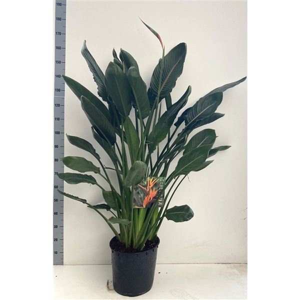 <h4>Strelitzia reginae</h4>