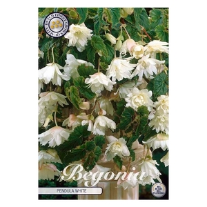 Begonia Pendula White x3 5/6