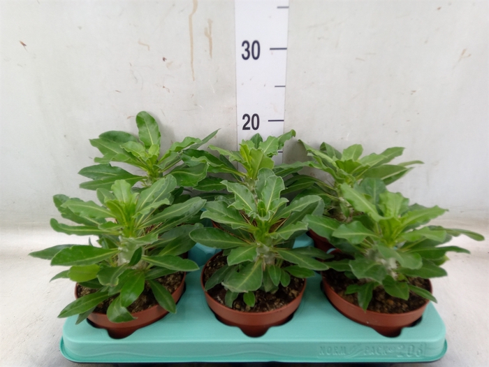 <h4>Pachypodium saundersii</h4>