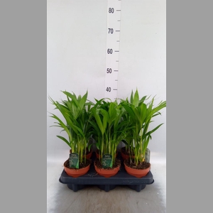 Dypsis lutescens   ...Chrysalidoca