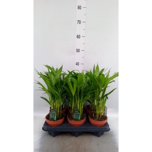 Dypsis lutescens   ...Chrysalidoca