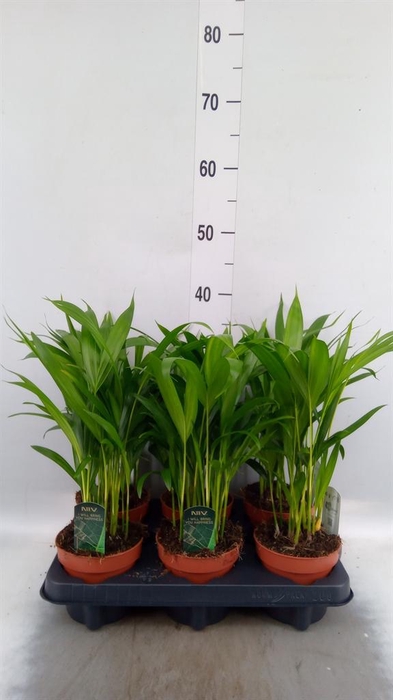 <h4>Dypsis lutescens   ...Chrysalidoca</h4>