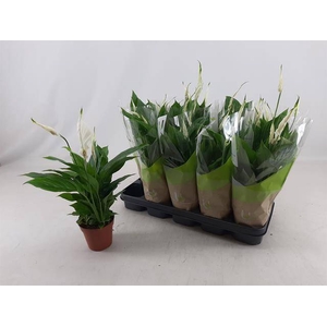 Spathiphyllum Torelli 12Ø 40cm 5fl