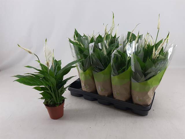 Spathiphyllum Torelli 12Ø 40cm 5fl