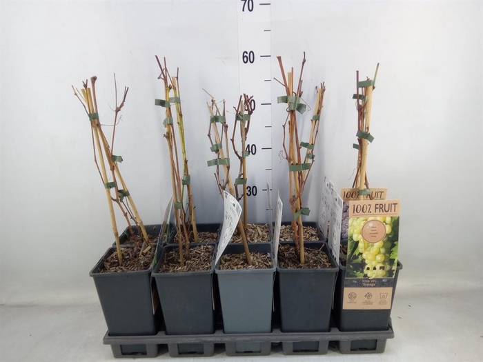 <h4>Vitis   ...</h4>