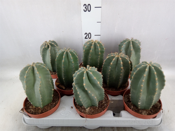 <h4>Cactus   ...</h4>