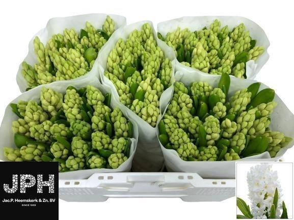 <h4>HYAC WHITE KING</h4>