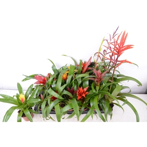 BROMELIA GEM 15 SRT