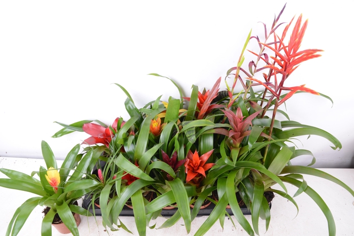 <h4>BROMELIA GEM 15 SRT</h4>