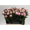 Paeonia Sarah Bernhardt