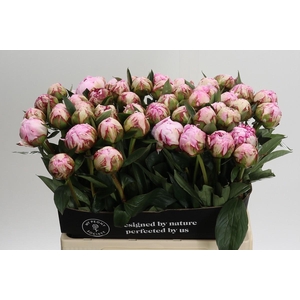 Paeonia Sarah Bernhardt