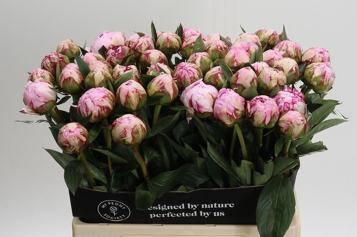 <h4>Paeonia Sarah Bernhardt</h4>