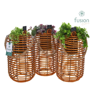 Spiraal mand Hori naturel incl. glas, hengsel en groene planten mix met 12 LED verlichting batterij