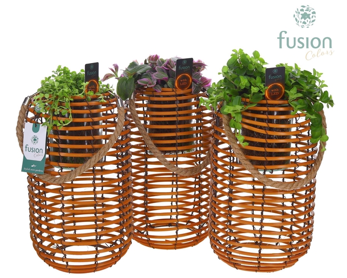 <h4>Spiraal mand Hori naturel incl. glas, hengsel en groene planten mix met 12 LED verlichting batterij</h4>