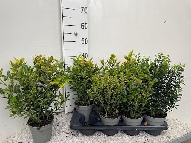 <h4>EUONYMUS JAP GEM</h4>