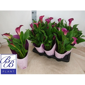 !! PROMO !! ZANT PURPLE P14