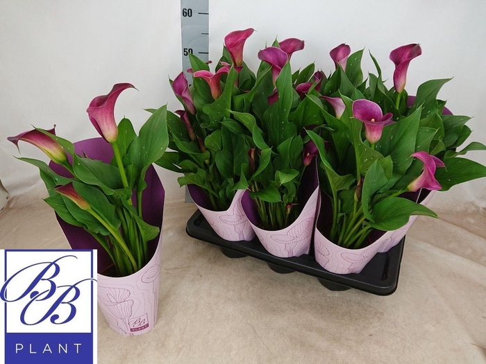 <h4>!! PROMO !! ZANT PURPLE P14</h4>